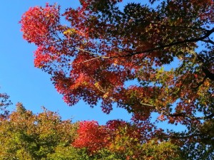 IMG_20201121_085008