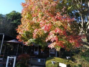 IMG_20201123_083933