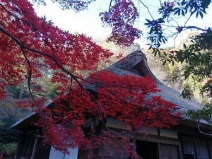 IMG_20201123_084112