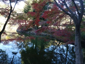 IMG_20201123_085404