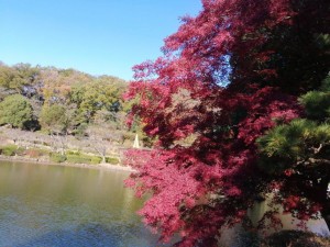 IMG_20201123_085635