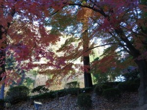 IMG_20201123_090526