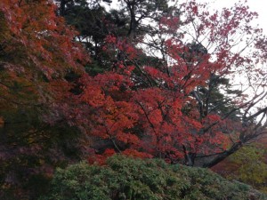 IMG_20201206_074017