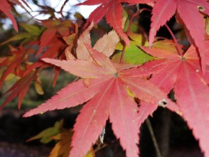 IMG_20201206_074446