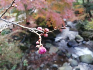 IMG_20201206_075029