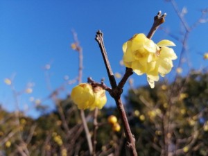 IMG_20210131_141003