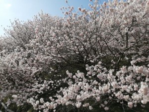 IMG_20210311_092243