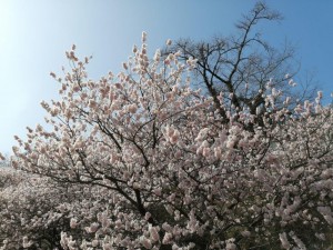 IMG_20210311_092603
