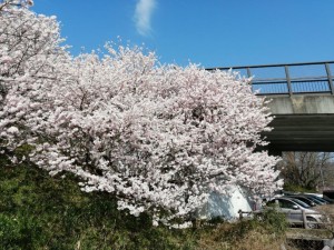 IMG_20210311_094106