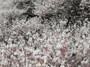 IMG_20210311_094342