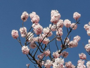 IMG_20210311_103026