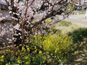 IMG_20210311_105547