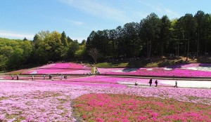 2021-04-22 芝桜の丘 羊山公園 (6)