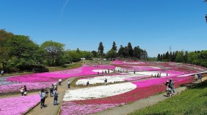 2021-04-22 芝桜の丘 羊山公園 (3)
