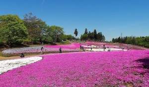 2021-04-22 芝桜の丘 羊山公園 (4)