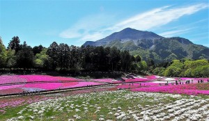 2021-04-22 芝桜の丘 羊山公園 (1)