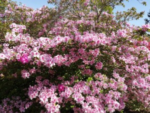 IMG_20210418_101131