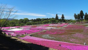2021-04-22 芝桜の丘 羊山公園 (2)