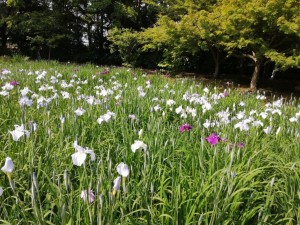 IMG_20210530_083309
