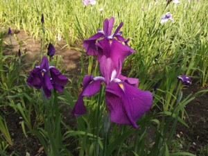 IMG_20210530_083440