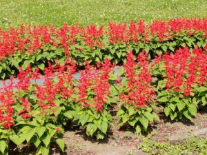 IMG_20210530_085553_BURST017