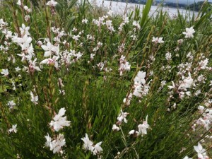IMG_20210626_093417