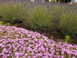 IMG_20210626_093812