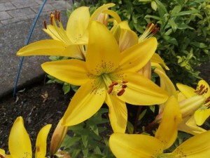 IMG_20210626_093847