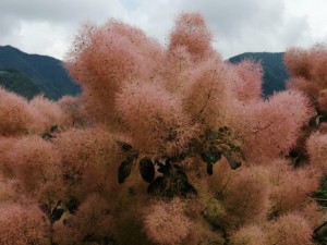 IMG_20210626_094506