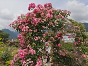IMG_20210626_094755