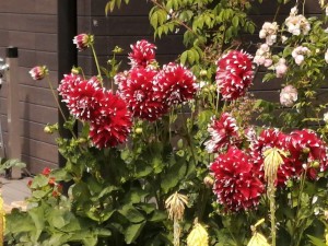 IMG_20210626_094922