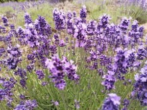 IMG_20210626_103943