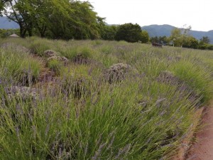 IMG_20210626_104008